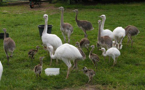  Ostrich eggs, Emu eggs, rhea eggs and their chicks 