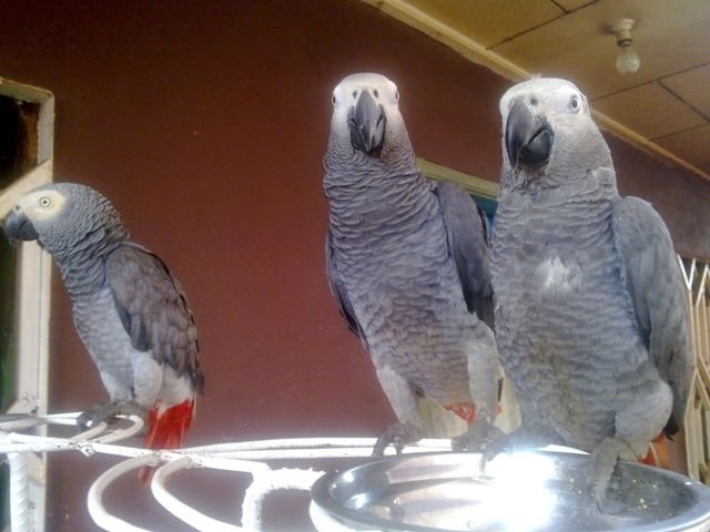Bonded Pair of Baby Parrots awaiting new homes