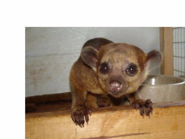 Fennec Fox , Kinkajou and Spotted Genets for sale