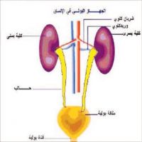 استشاريين مسالك