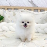 super white. Pomeranian  Puppies. for. Sale