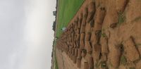 مزارع نجيلة طبيعية لتوريد وبيع النجيلة في جدة 0569844570