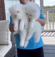Healthy Male and female Persian cats for adoption