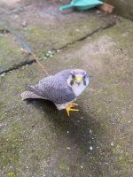 male and female Peregrine falcons for sale