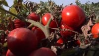 مزرعة للبيع  25 فدان مزروعة طماطم  