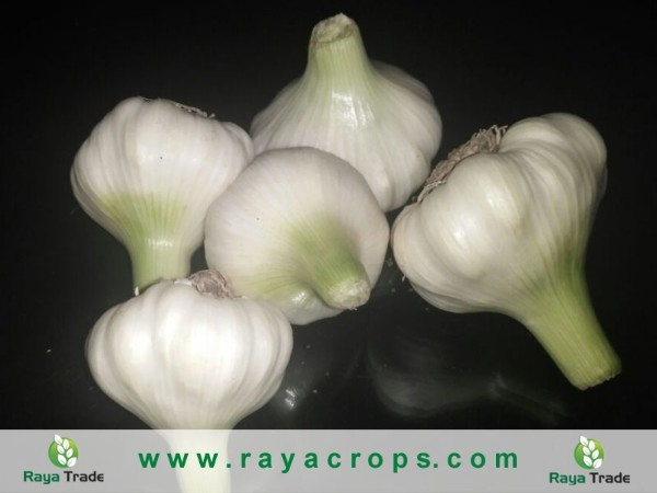 Egyptian Fresh Garlic الثوم المصري