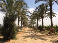 مزرعة عنب ورمان للبيع |  118 فدان | طريق مصر اسكندريه الصحراوي