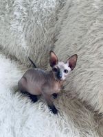 Sphynx and Bengal  kittens available for adoption