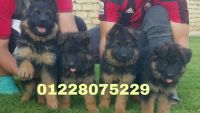 Mcsa Kennel Egypt 