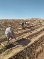 اراضي زراعية للبيع في سيوه تمليك نهائي من الدولة