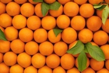 برتقال مصري عالي الجودة للتصدير