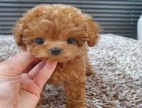 TOY POODLES PUPPIES FOR ADOPTION..