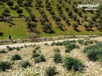 أرض في مرصع على حدود أراضي عمان 