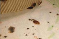 شركة الامارات تاورز للتنظيف ومكافحة الحشرات