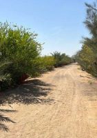 ارض مبوبه مميزه في كمبوند علي ك62  طريق مصر اسكندريه الصحراوي