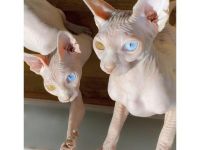 Sphynx Cats Available Now