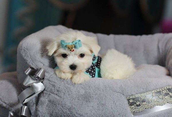 Stunning T-Cup Maltese puppies Available for sale
