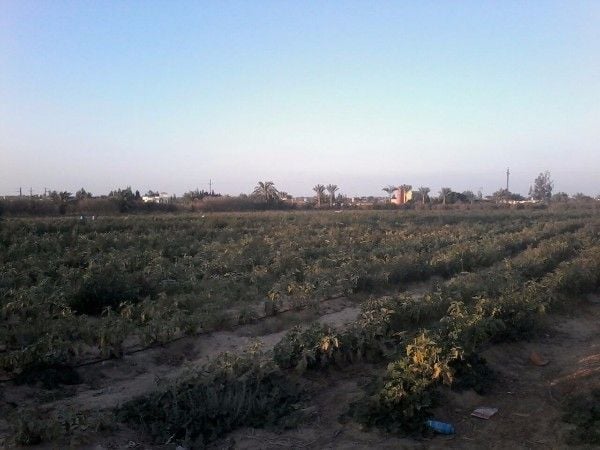 مزرعة 106 فدان على طريق مصر اسكندرية الصحراوي مباشرة ف الكيلو 93