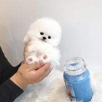 Out standing pomeranian Puppies  for sale