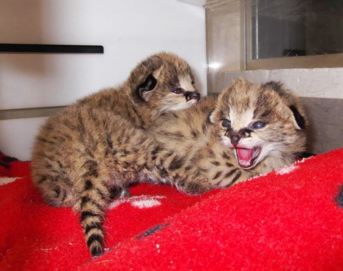 serval kitten for sale