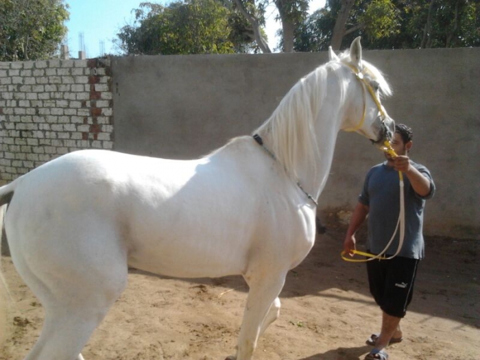حصان عربى 