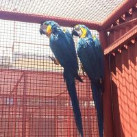 Blue &amp; Gold Macaw Birds For Sale 